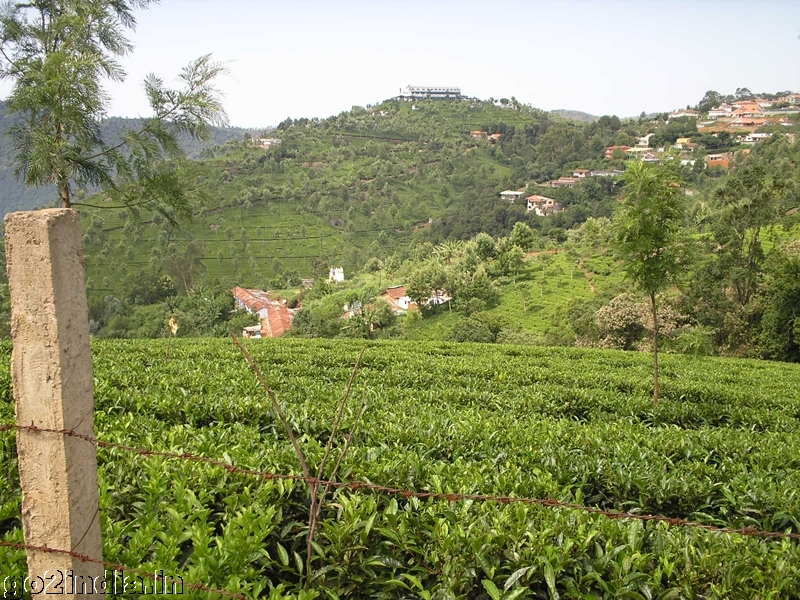 Tea gardens at Coonoor