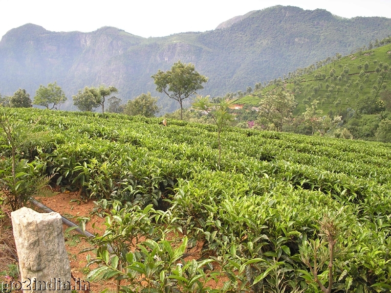 View of tea garden at Coonoor