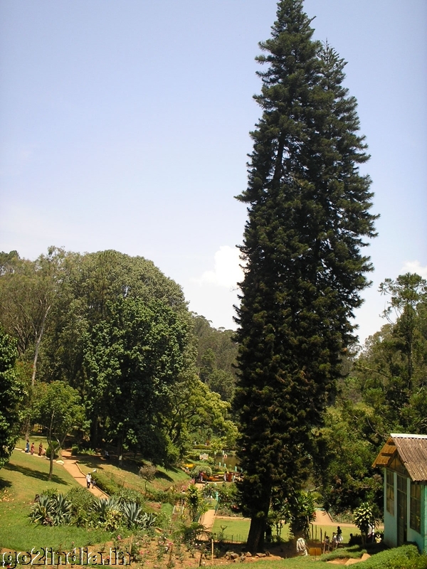 Tall tree at Coonoor Sims Park the botanical garden