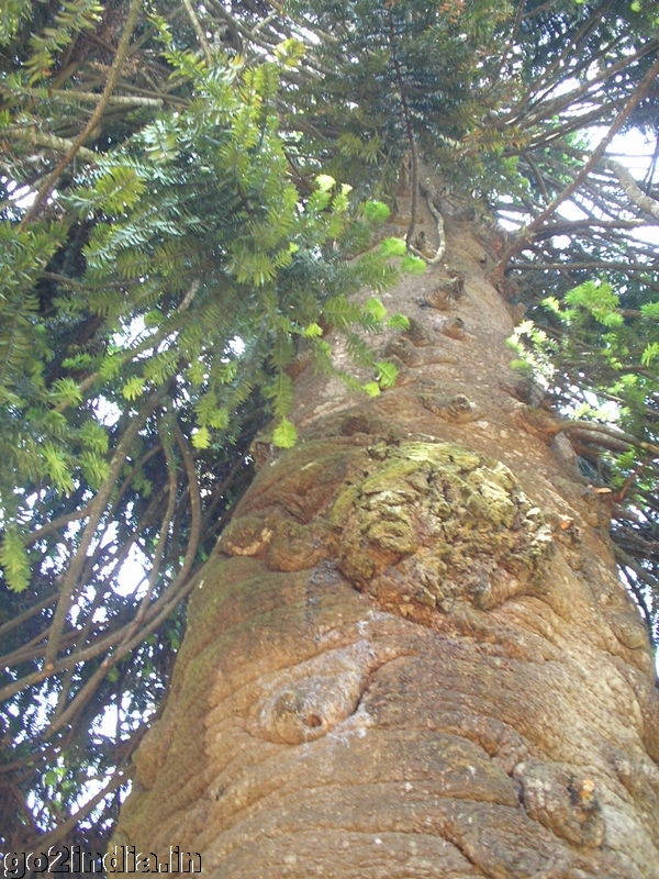 Elephant tunk tree inside Sims park Coonoor