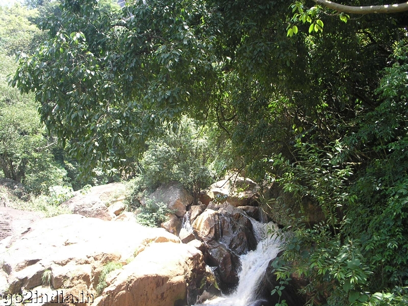Laws fall at Coonoor