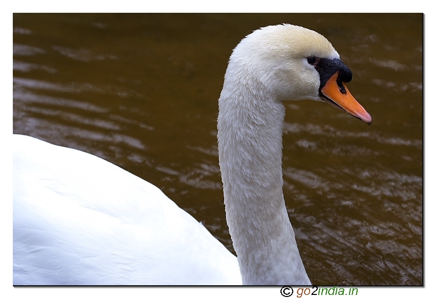 Vizag zoo white swan