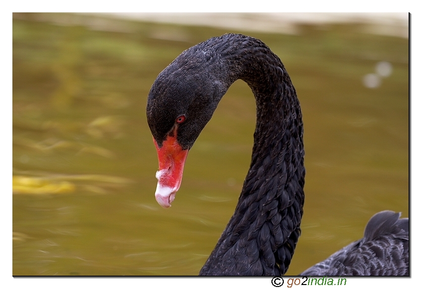 Black swan in pond