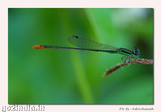 DAMSELFLY