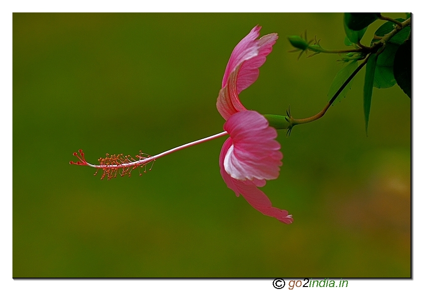 Red hibiscus flower