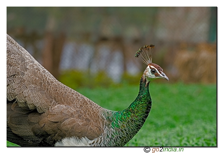 Peacock in vizag zoo