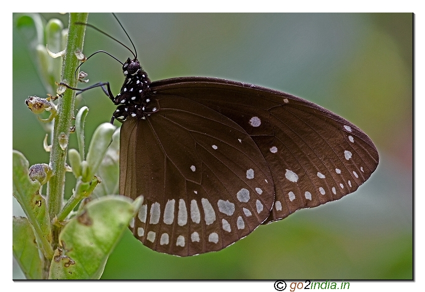 common crow butterfly