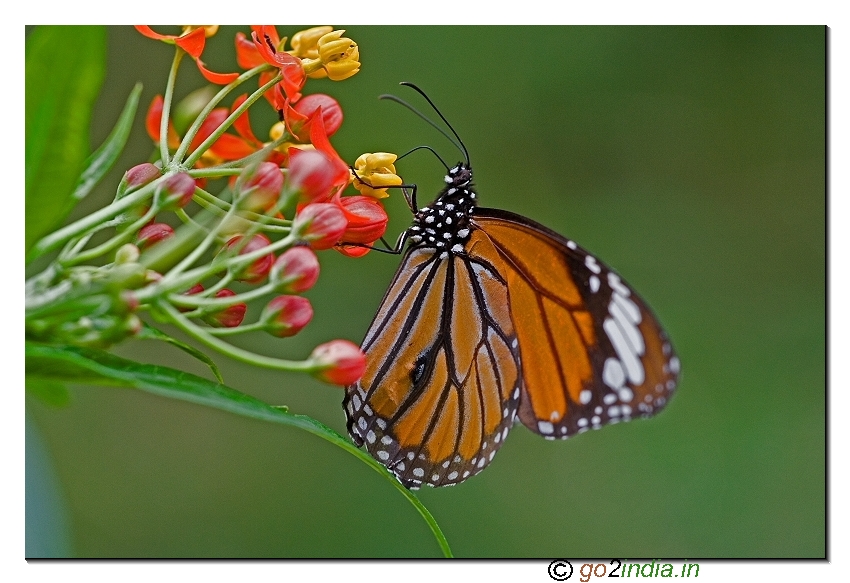 Striped Tiger butterfly