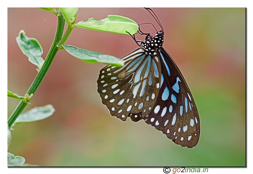 Glassy Tiger Butterfly red background