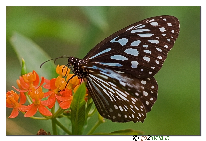 Glassy Tiger Butterfly