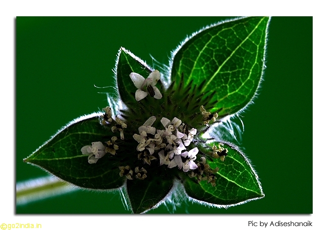 Leaves from Sigma 150mm macro lens on 350D