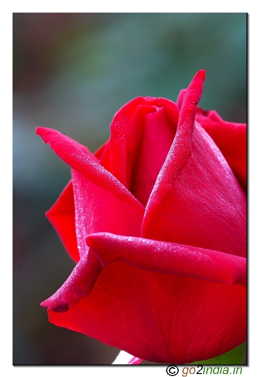 Rose flowers