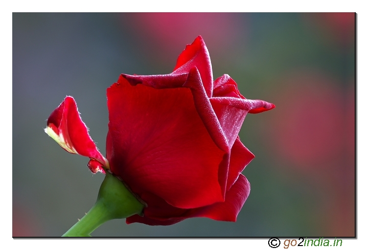 Rose flowers