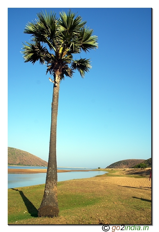 Palm tree at Bangarammapalam Beach