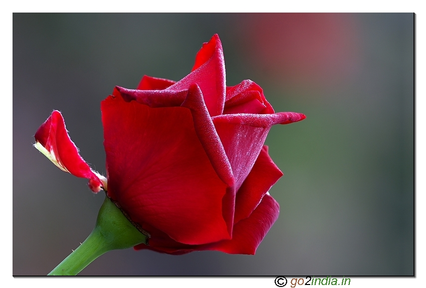 Focus stacked macro rose flower