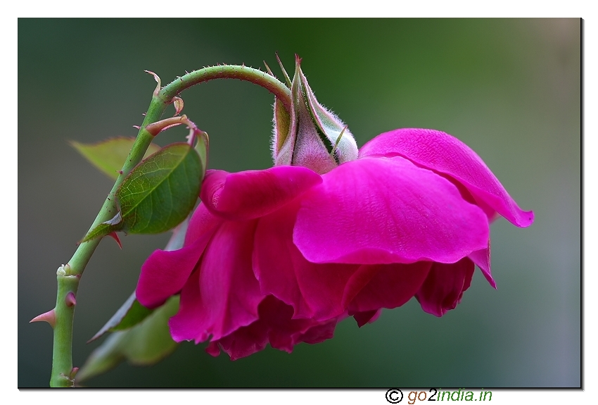 Focus stacked macro rose flower