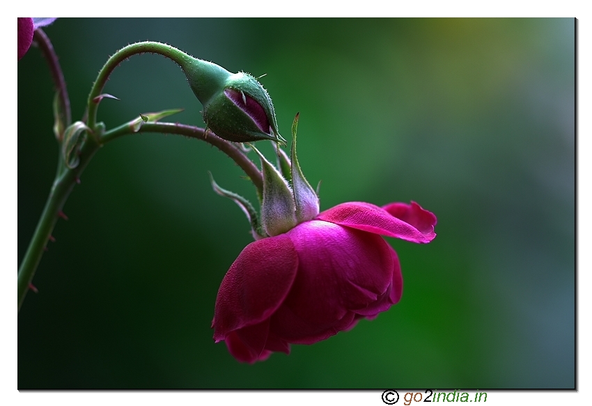 Focus stacked macro rose flower