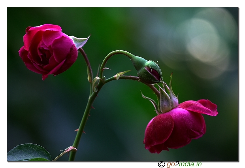 Focus stacked macro rose flower