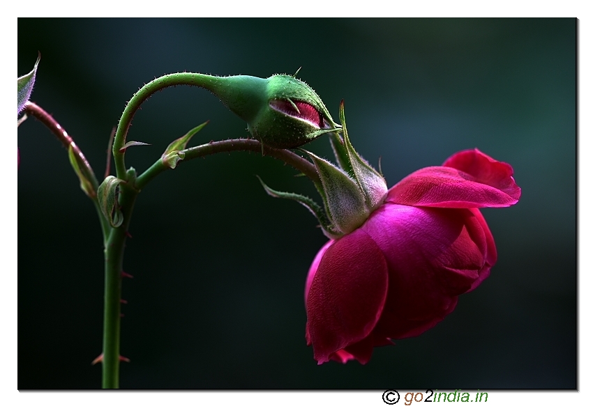 Rose flower  from 150mm Sigma  macro lens