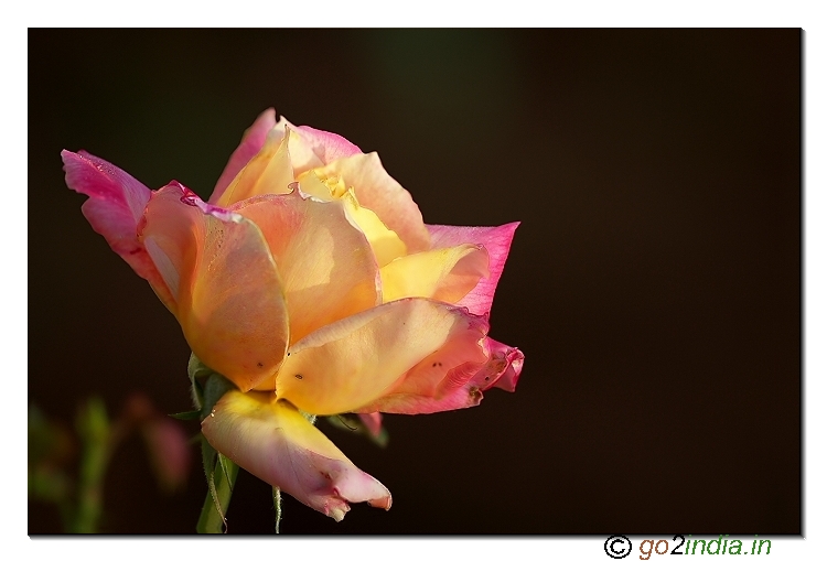 Rose flower  from 150mm Sigma  macro lens