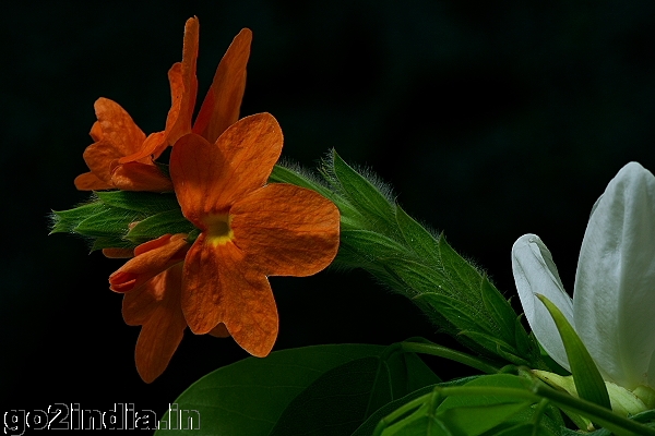 FLOWERS