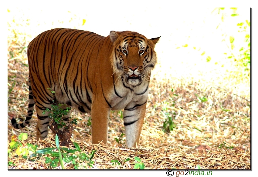 Tiger of India