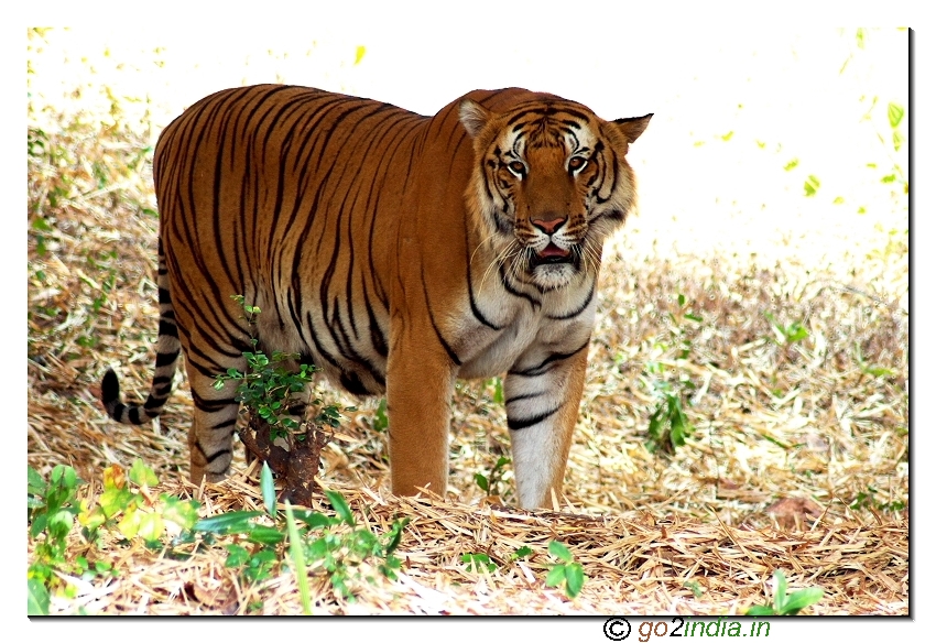 Tiger of India