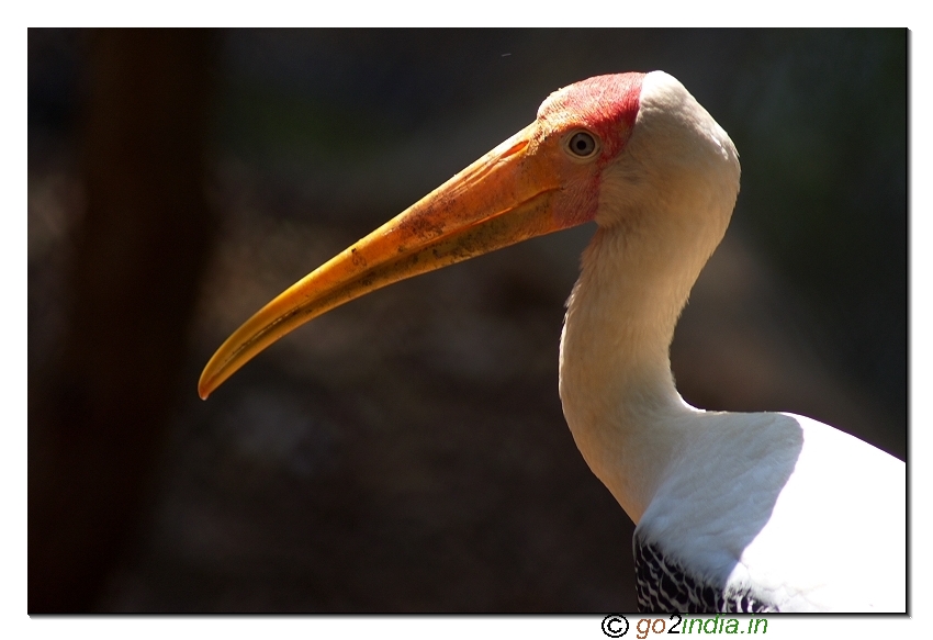Birds of India