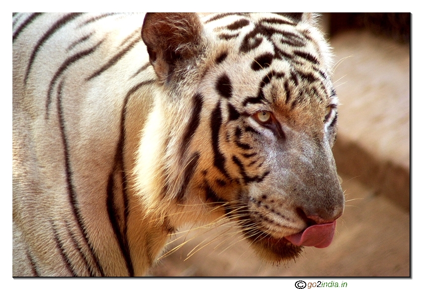 White tiger
