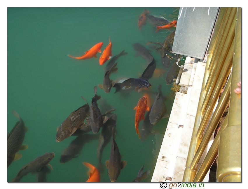 Fishes at Golden temple
