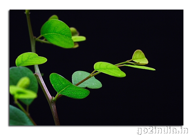 LEAF MACRO