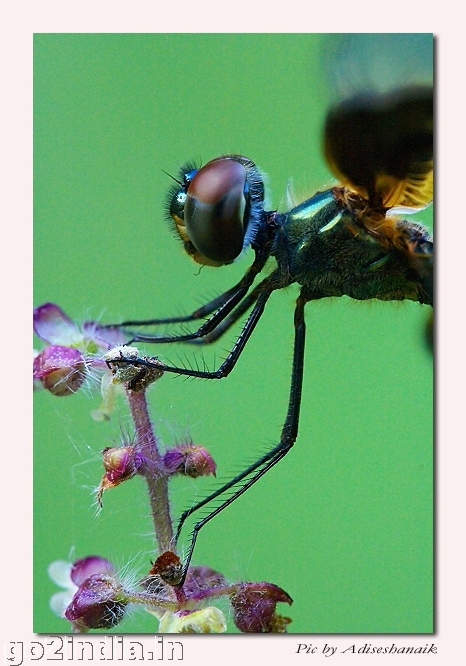 Rhyothemis Veriegata