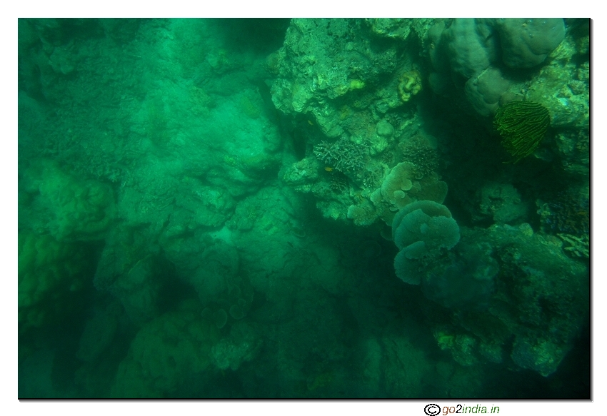 Sea corals at Havelock beach of Andaman