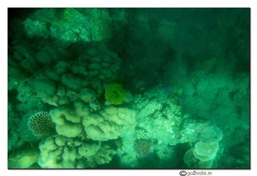 Sea corals at Havelock beach of Andaman