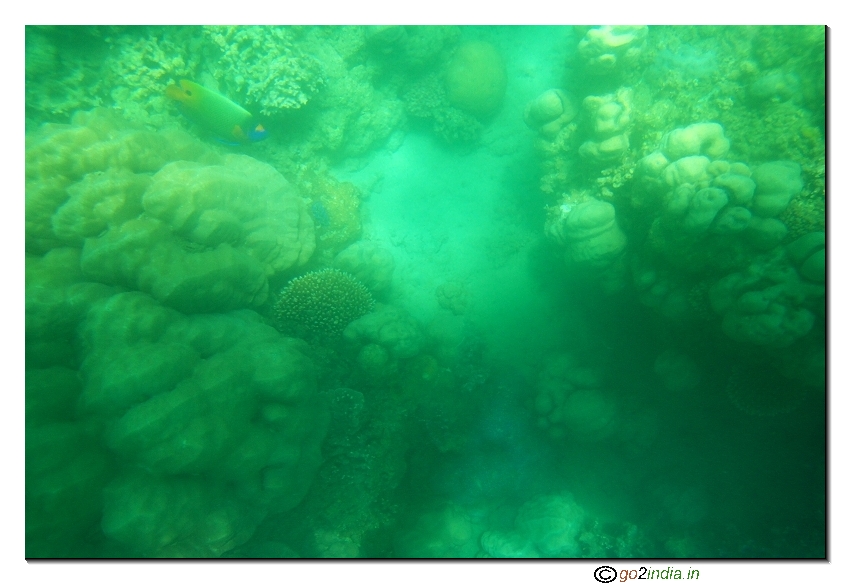 Sea corals at North bay coral  beach of Andaman