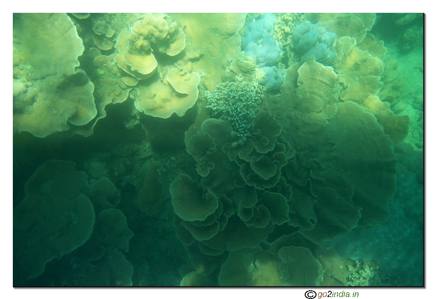 Sea corals at North bay coral  beach of Andaman