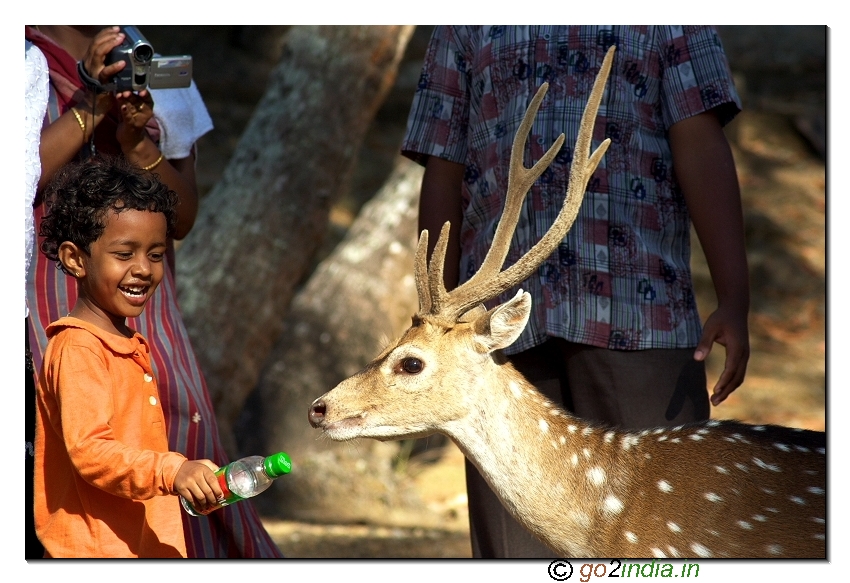 Deer in Ross island of Andaman