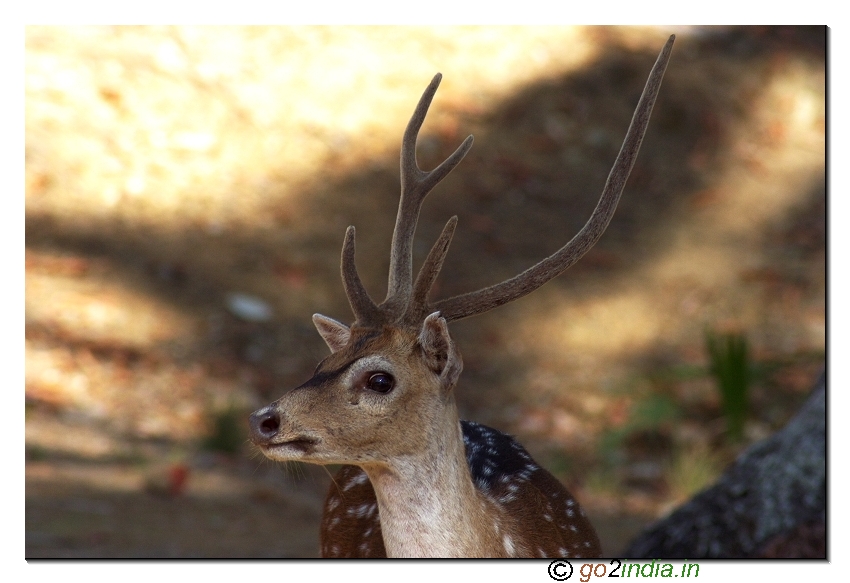Deer in Ross island of Andaman