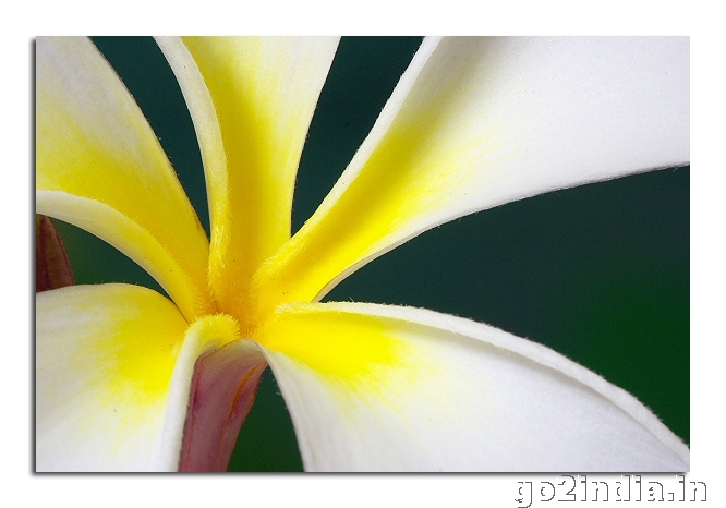 Frangipani flower close up