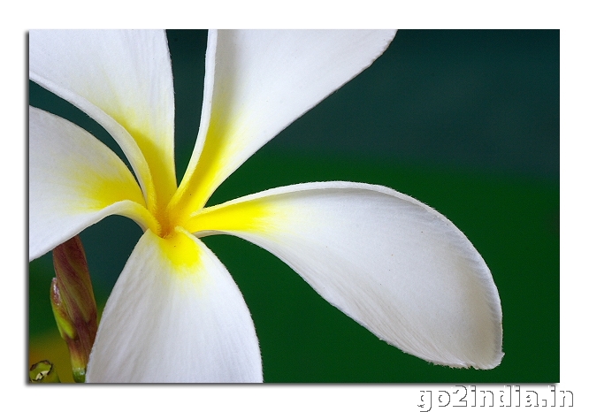 Frangipani flower macro close up from Sigma 150mm