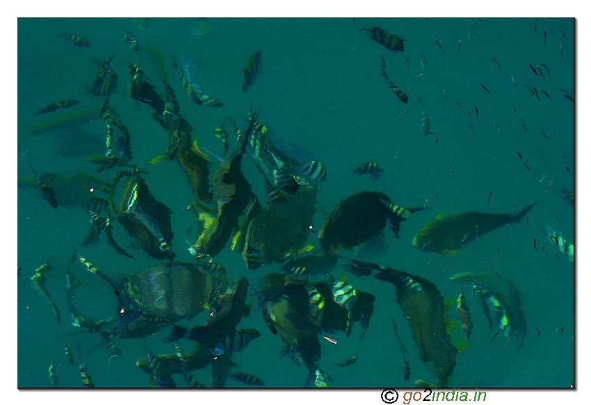 Under water fish view at Havelock island of Andaman