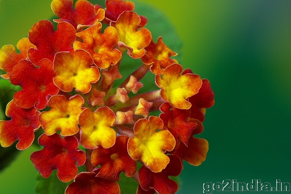 Lantana camara from Canon 350D using Sigma 150mm Macro lens