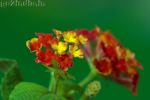 Lantana camara flower taken with Sigma 150mm macro lens