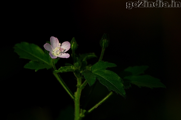 White tiny flower