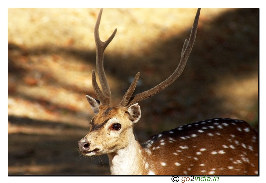 Deer in Ross island of Andaman