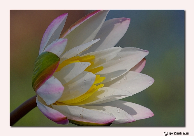 Water lily