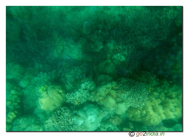 Andaman and Nicobar islands corals