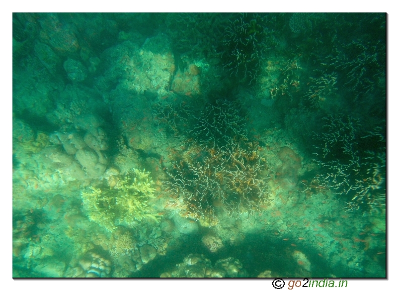 Coral view at Jolly buoy