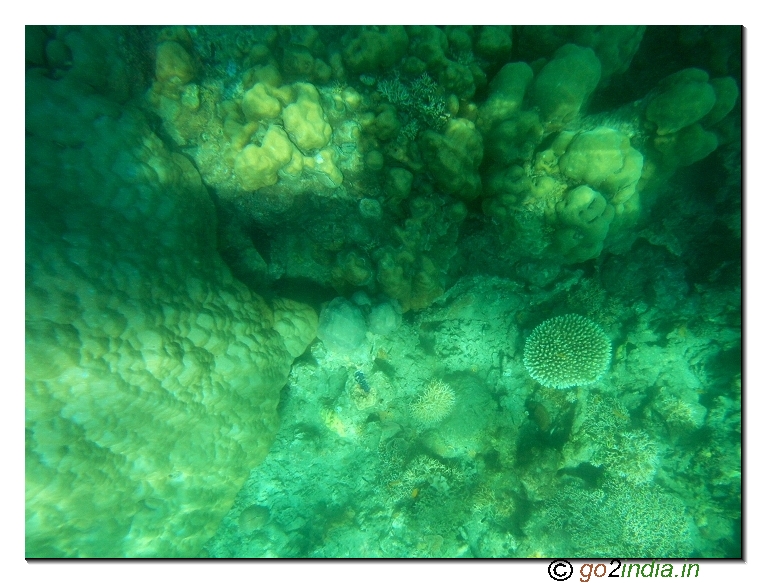 Andaman coral