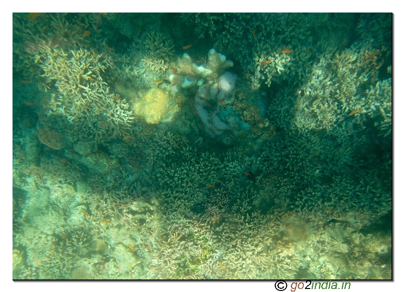 Under water coral view through glass boat in Jolly buoy island of Andaman